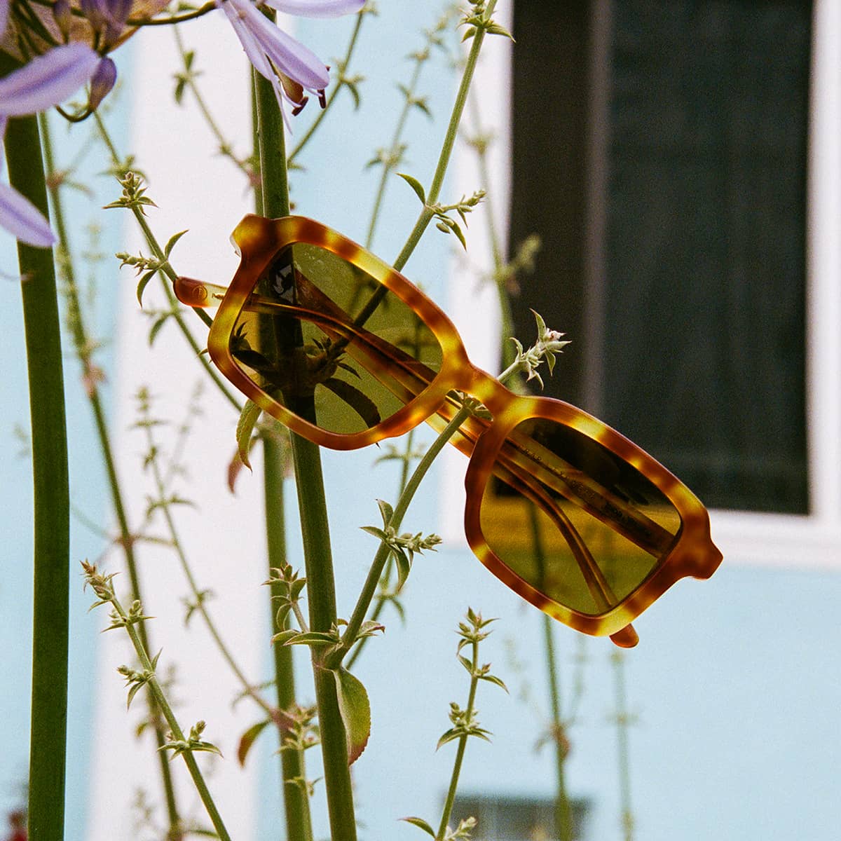 The Heavy Tropix - Blonde Tortoise Bio Polarized - Image 7